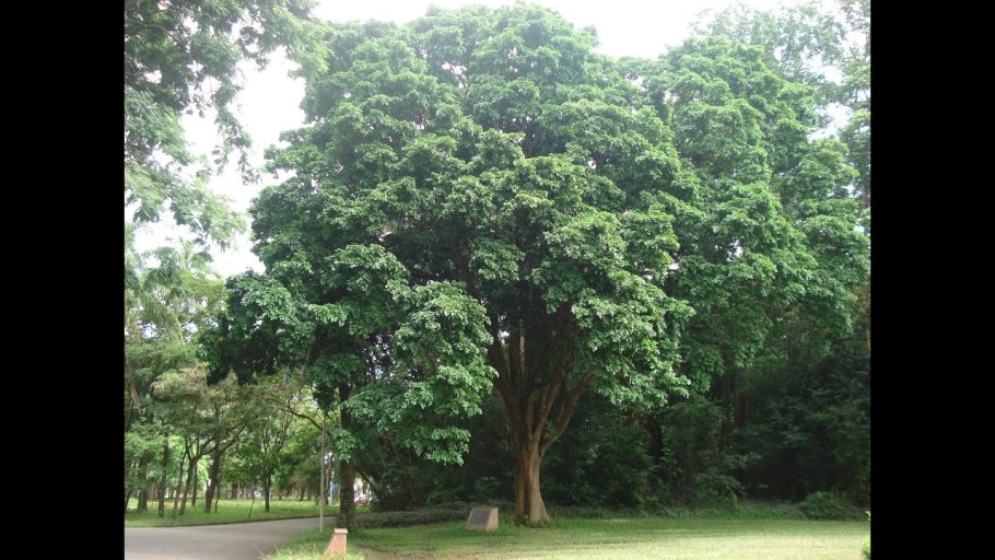 Цезальпиния шиповатая