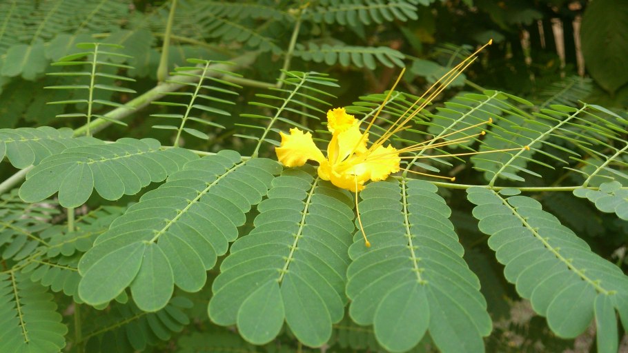 Цезальпиния саппан