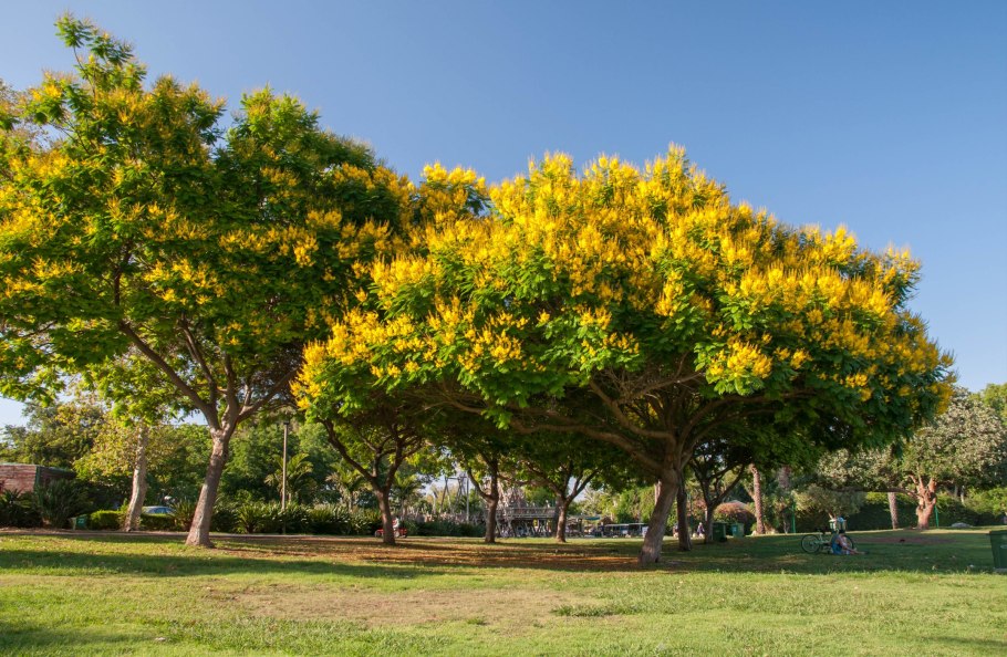Цезальпиния дерево