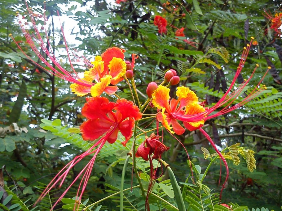 Цезальпиния железная