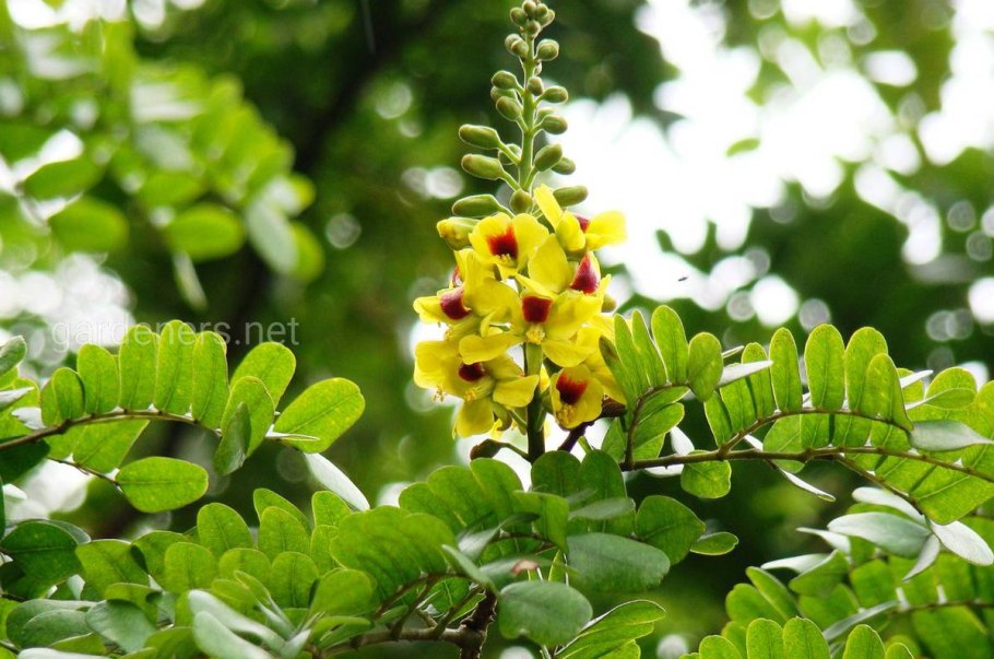 Caesalpinia echinata
