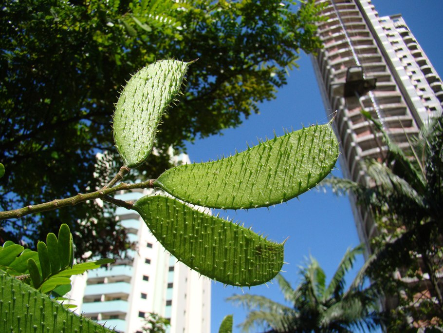 Пау Бразил дерево