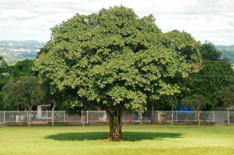 Бразил дерево