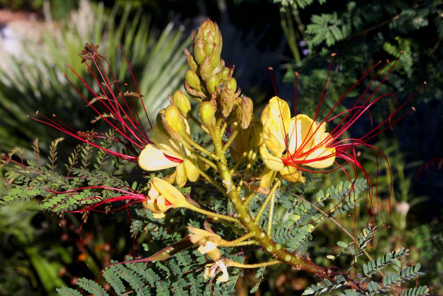 Caesalpinia gilliesii
