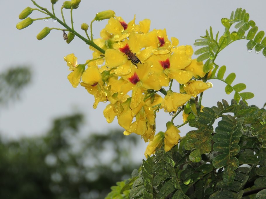 Цезальпиния ржавая