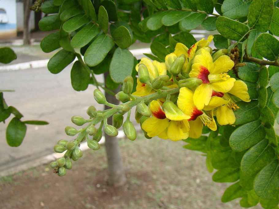 Цезальпиния Ежовая Caesalpinia echinata древесина