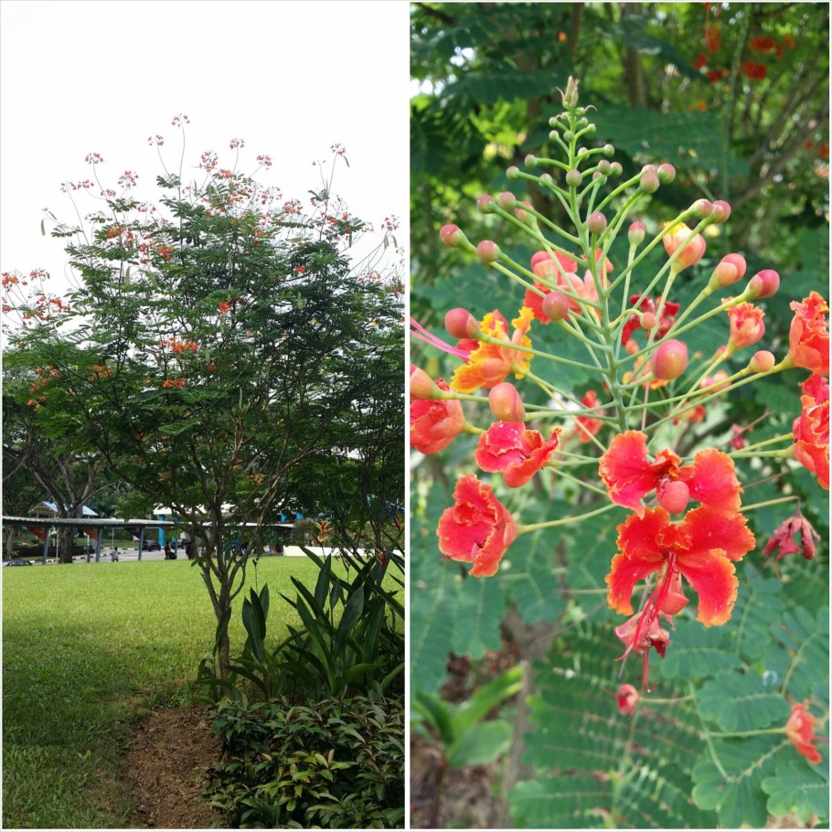 Цезальпиния дерево