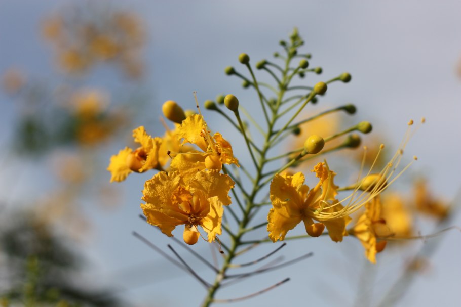 Caesalpinia pulcherrima
