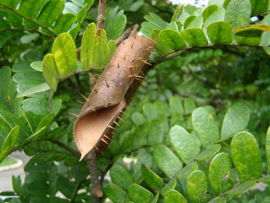 Бразил дерево древесина