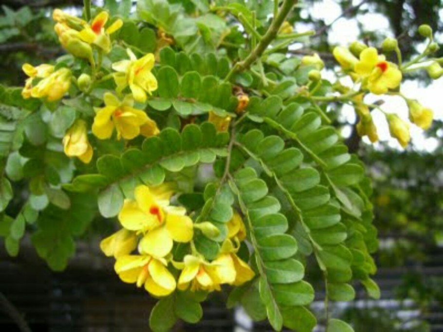 Цезальпиния дерево бразильское