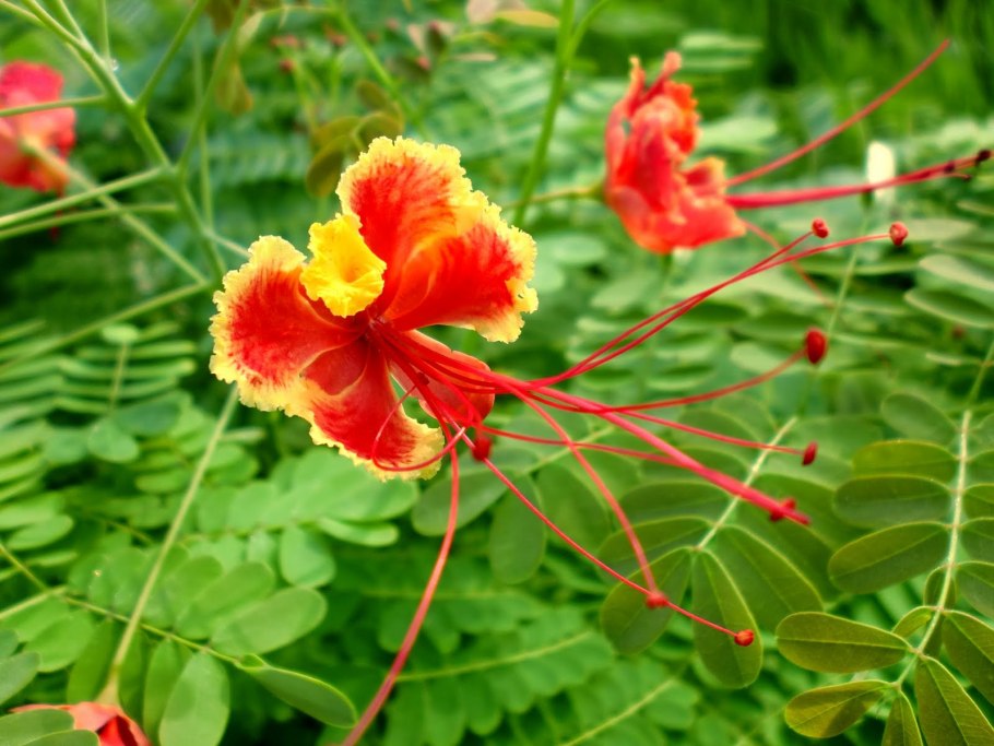 Caesalpinia pulcherrima дерево