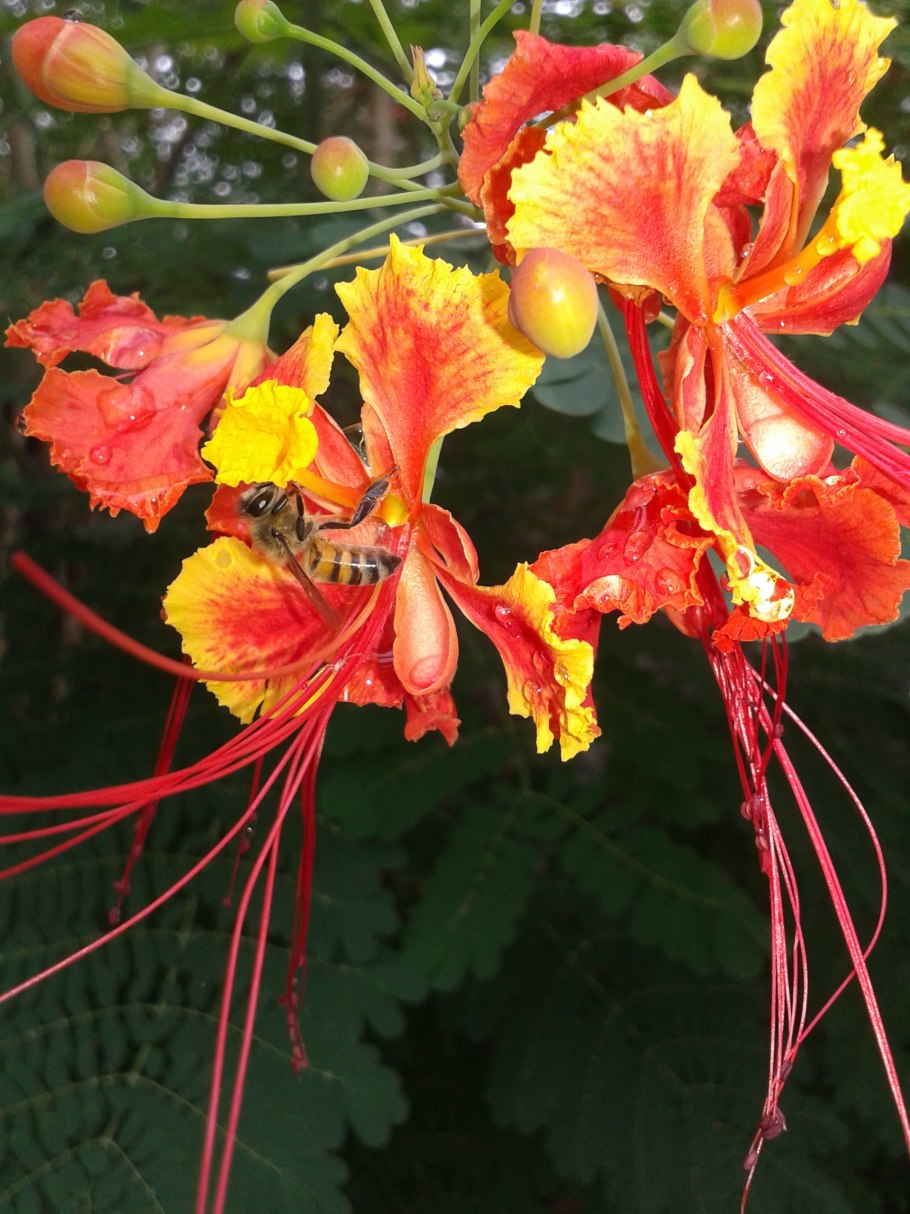 Цезальпиния колючая