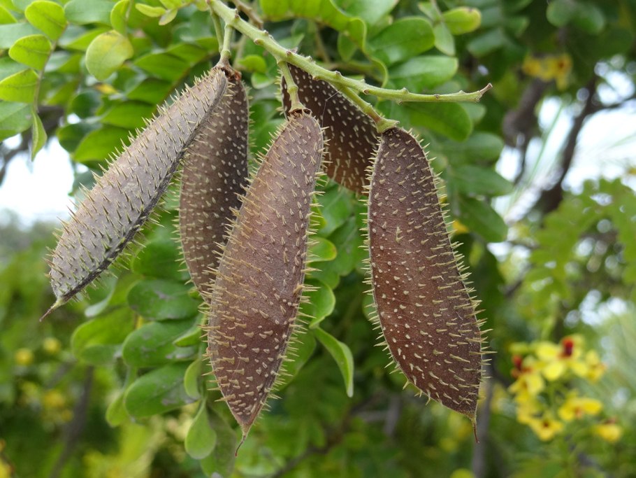 Цезальпиния Ежовая Бразилия