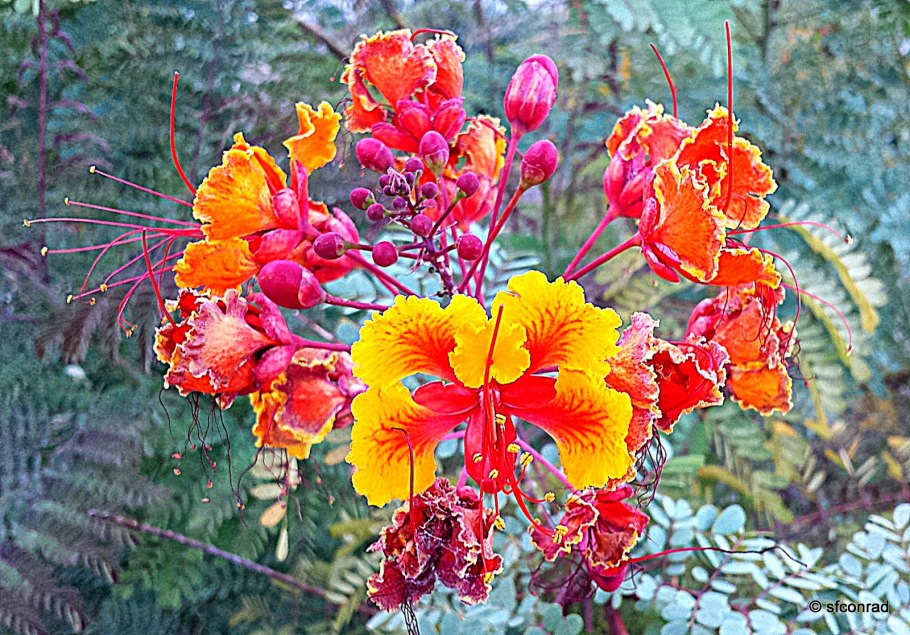 Цезальпиния Джиллиса