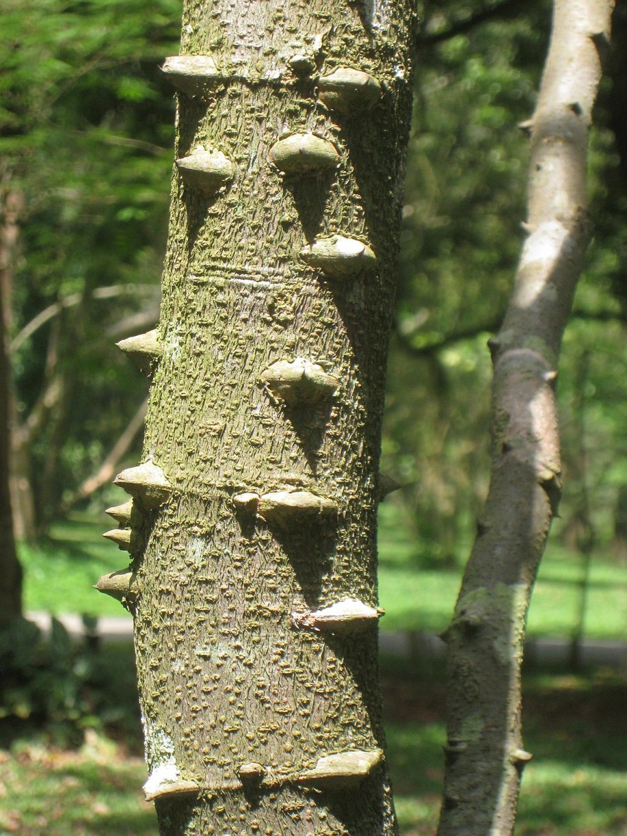 Цезальпиния Ежовая древесина