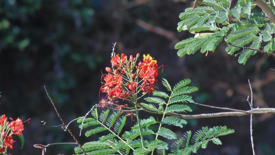 Цезальпиния Джиллиса дерево