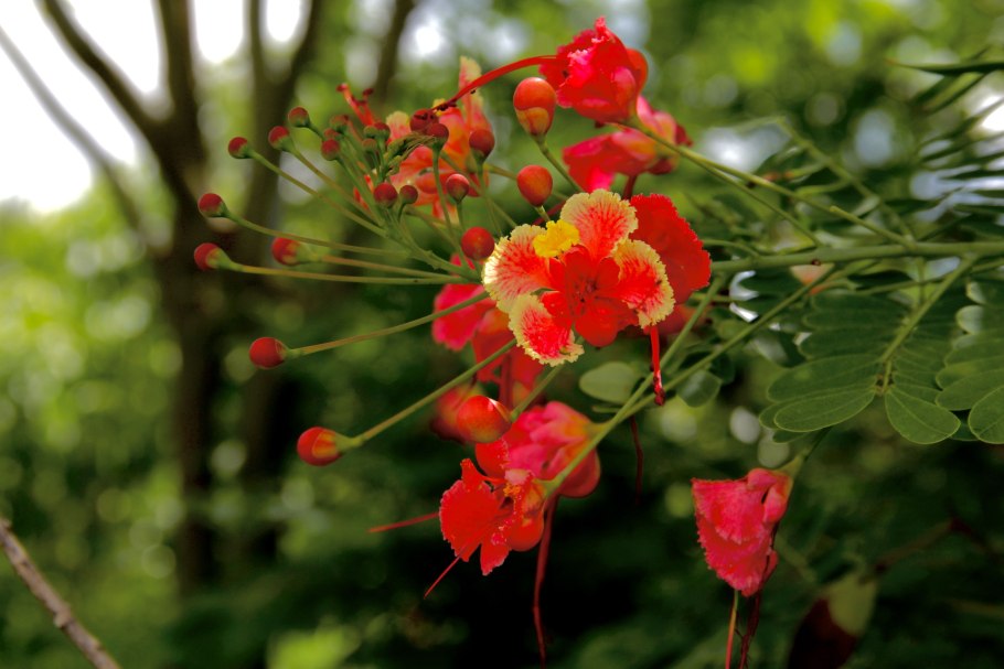 Цезальпиния шиповатая