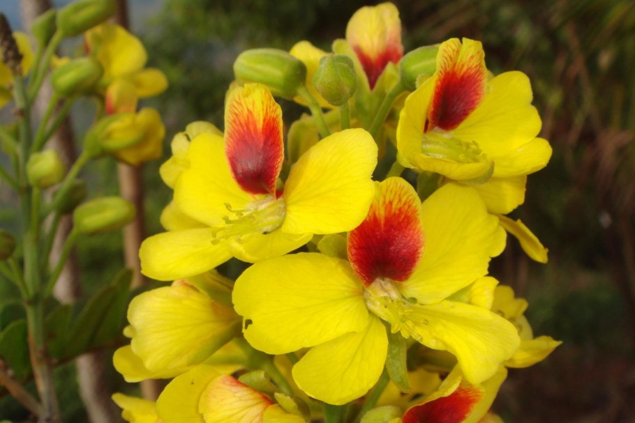 Цезальпиния Акация