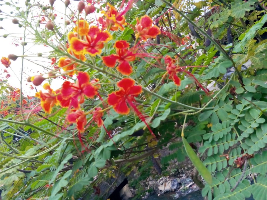 Caesalpinia pulcherrima
