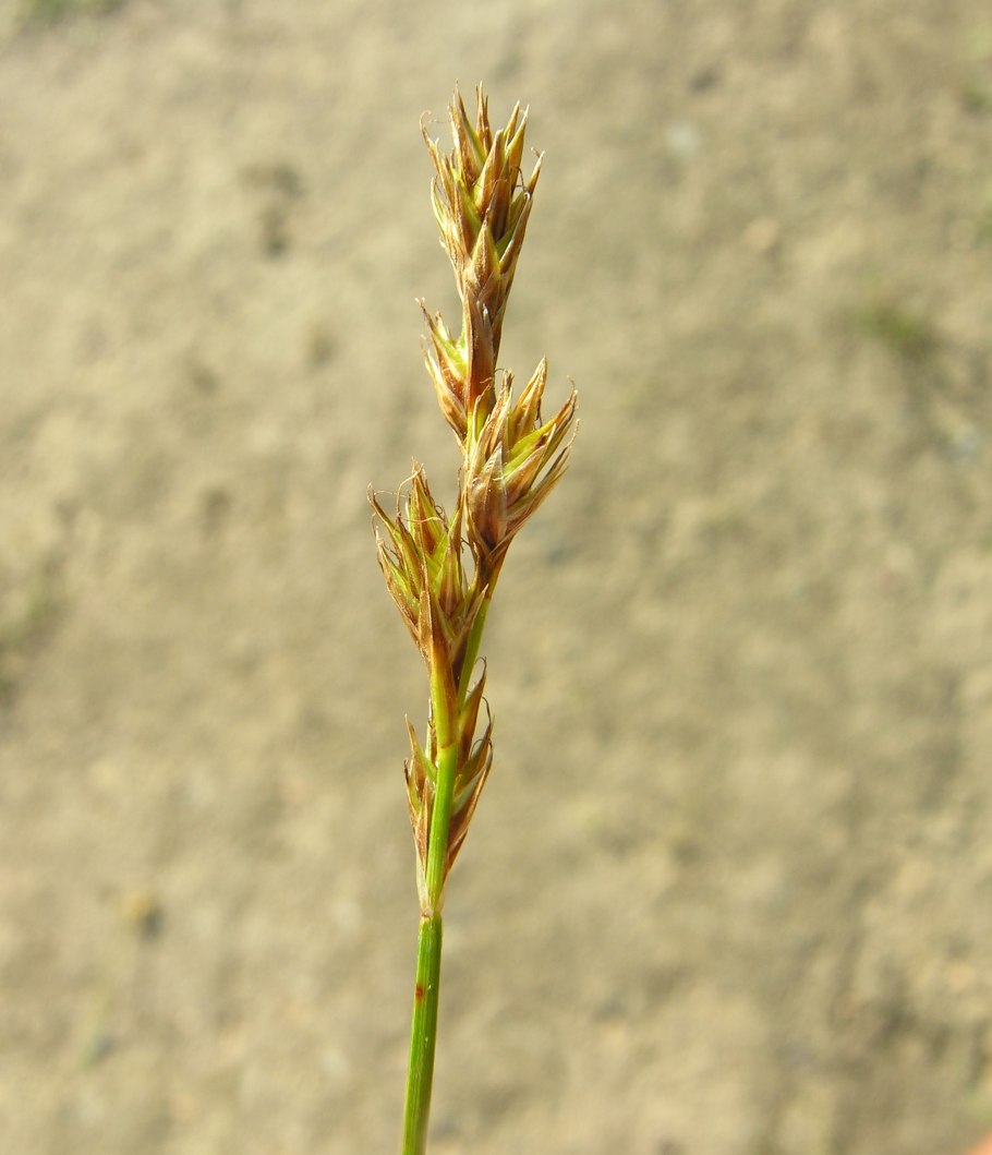 Осока Двусемянная