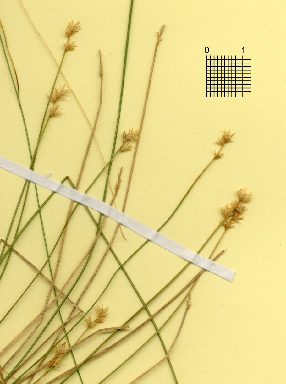 Осока фото для гербария