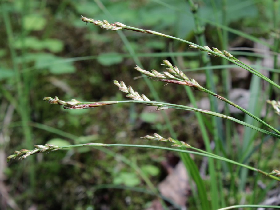 Осока Болотная Carex acutiformis