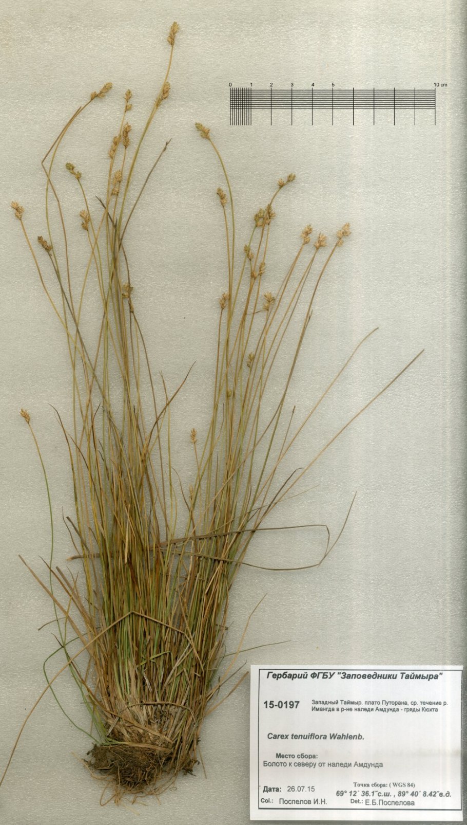 Carex tenuiflora Осока мелкоцветковая (тонкоцветковая)