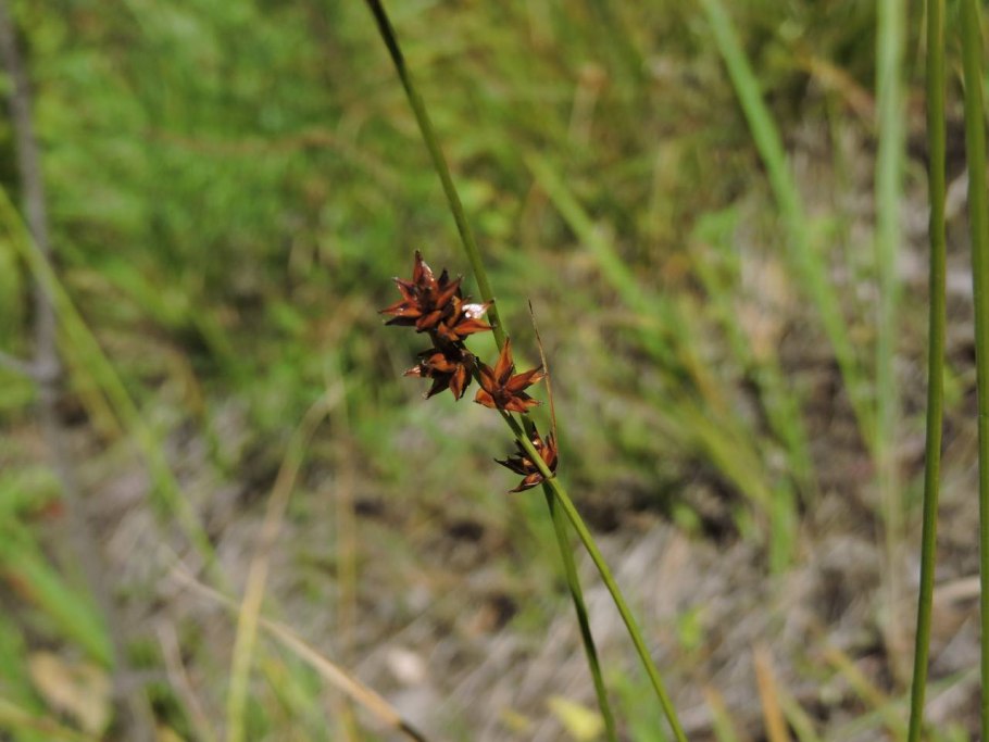 Carex muricata