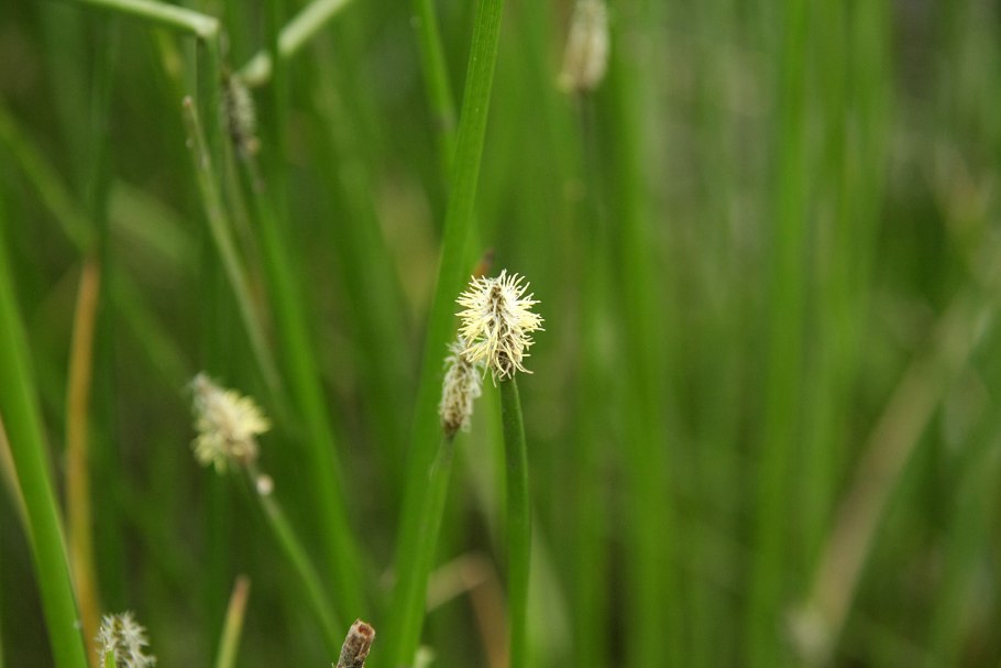 Ситняг Болотница