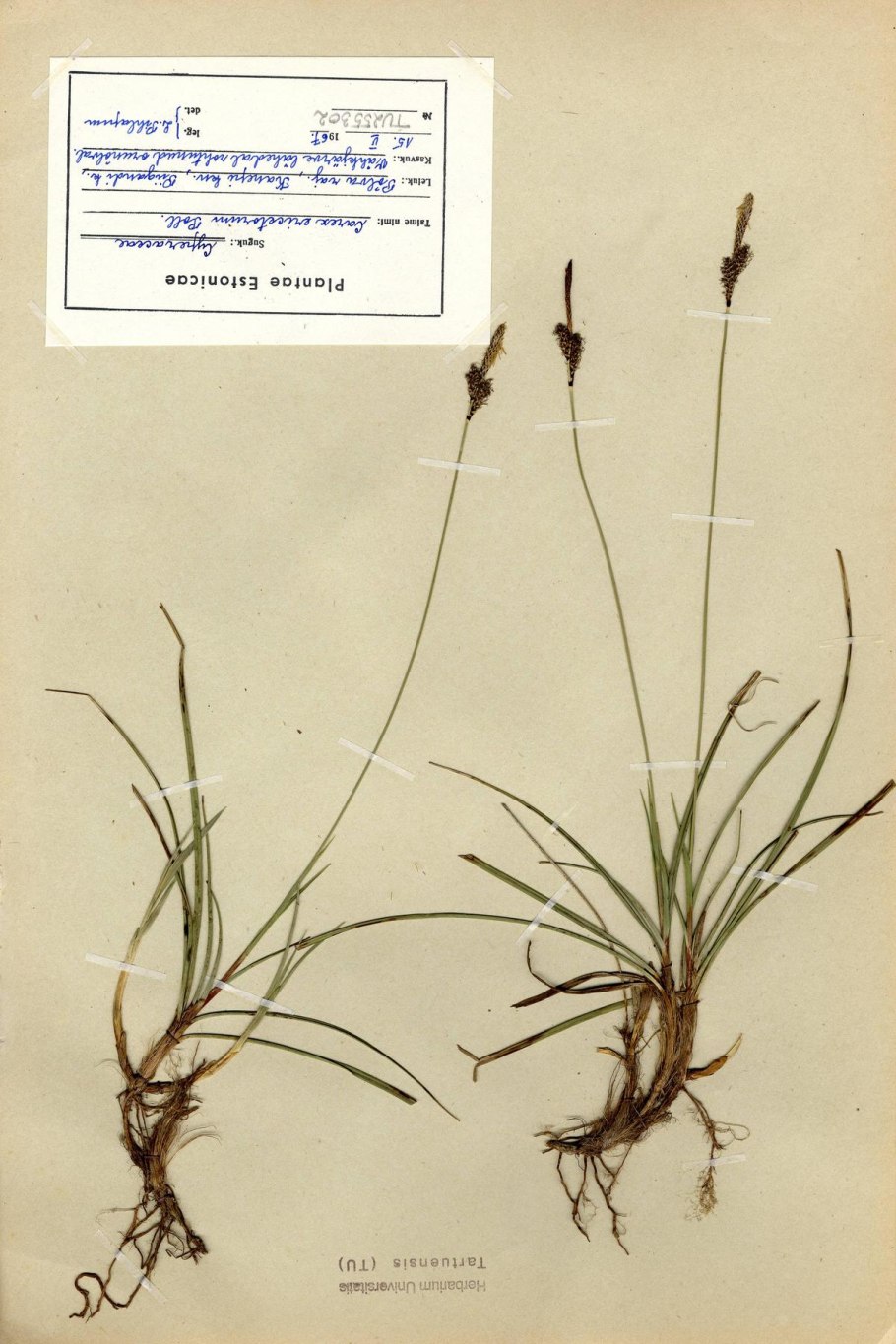 Осока Редовского