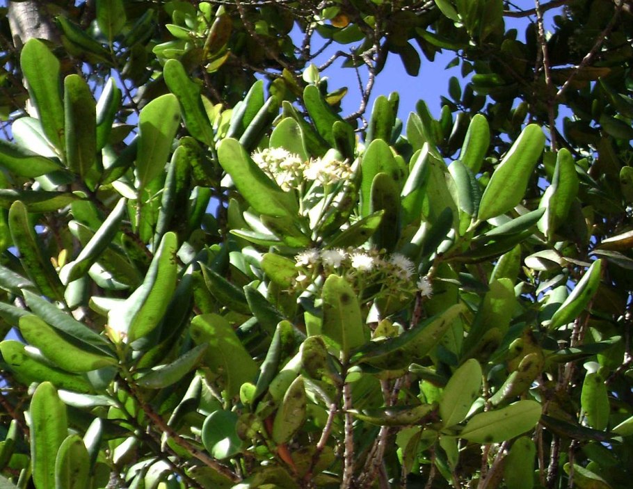 Пимента кистевидная