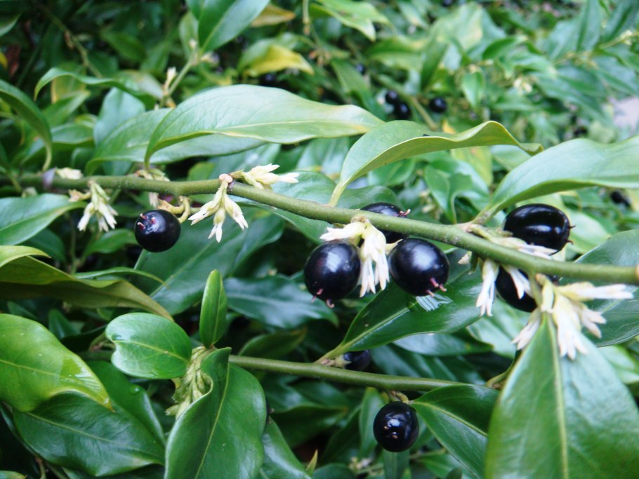 Pimenta dioica Ботаническая иллюстрация