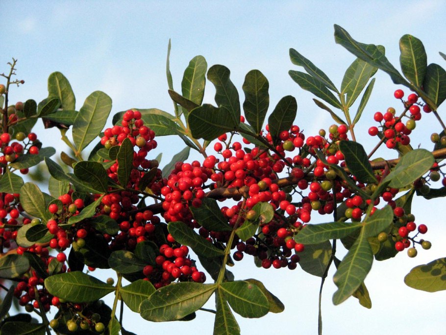 Пимента двудомная