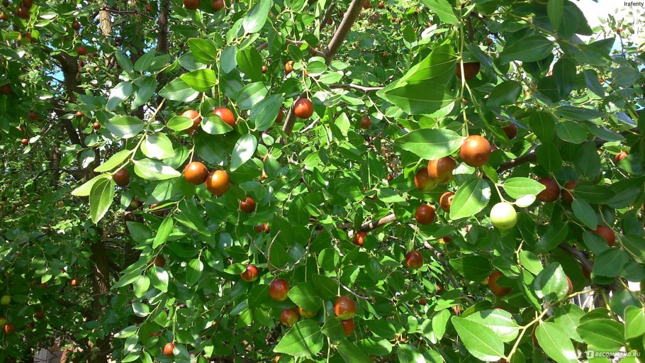 Жожоба Зизифус