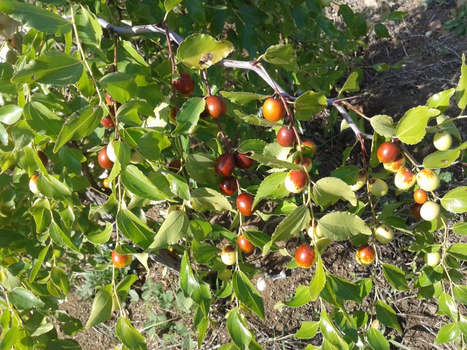 Унаби жожоба Зизифус