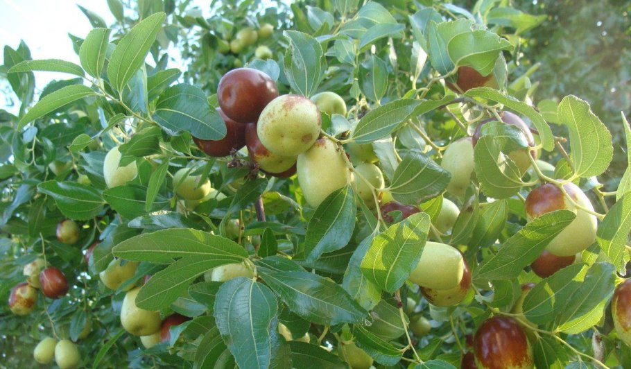 Аргания дерево