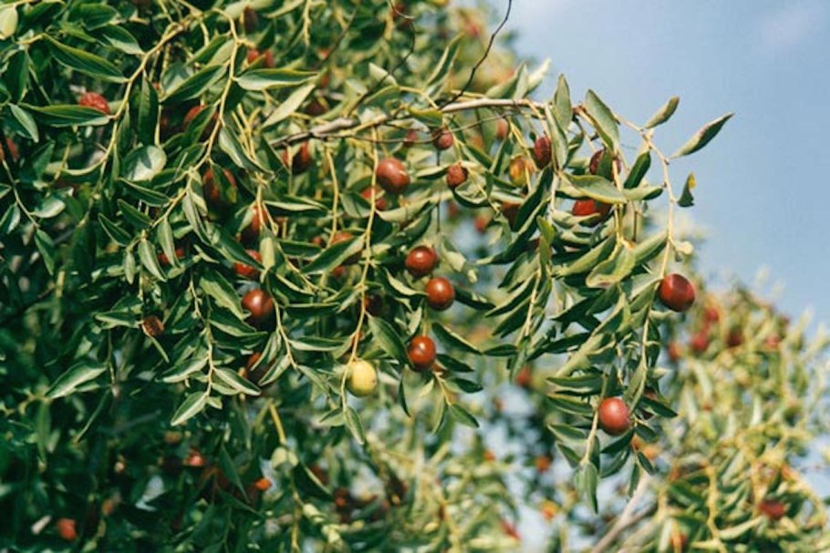 Жожоба орех