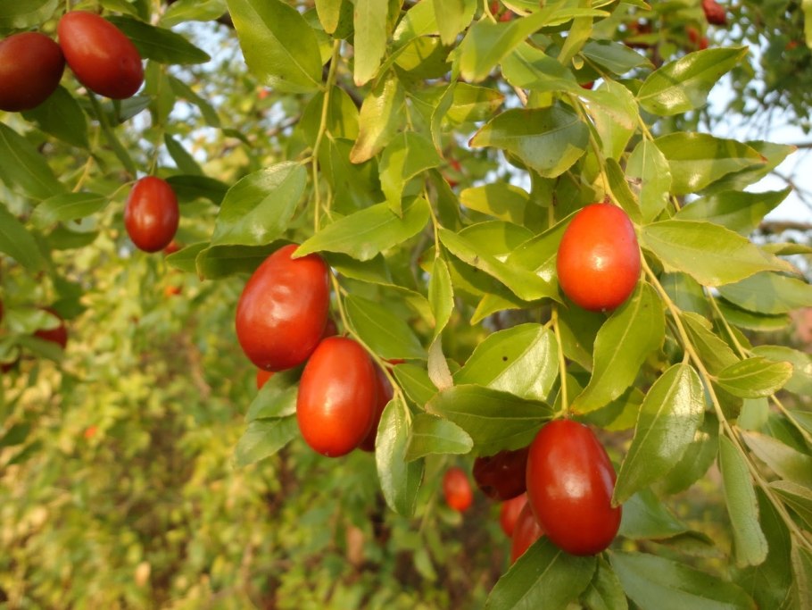 Simmondsia chinensis (Jojoba)