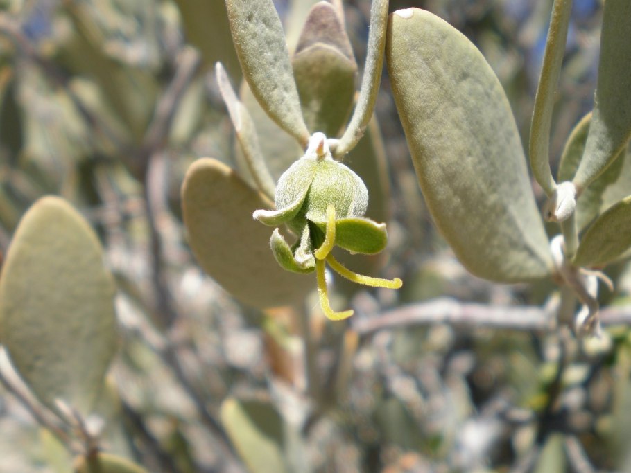 Зизифус Росток