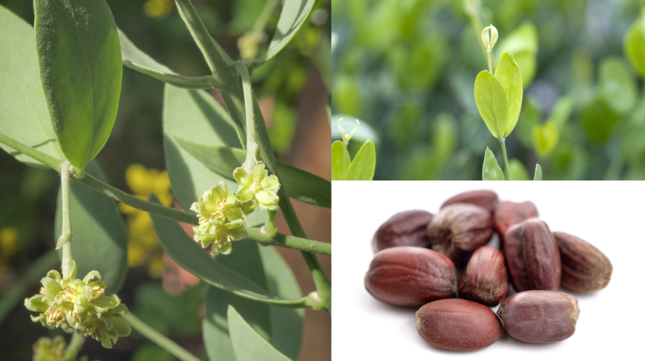 Simmondsia chinensis Oil