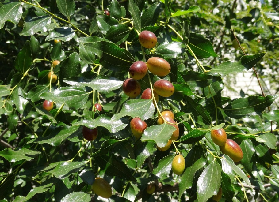 Simmondsia chinensis