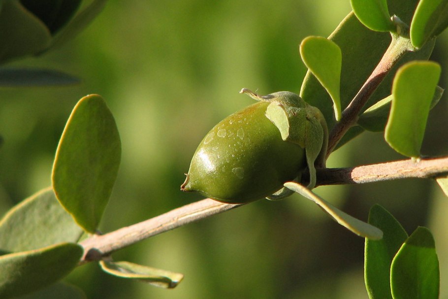 Жожоба куст