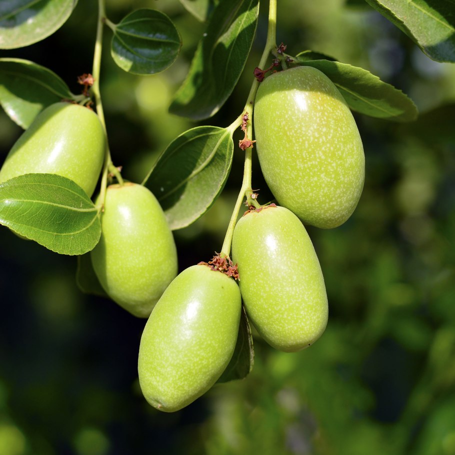 Деревья аргании в Марокко