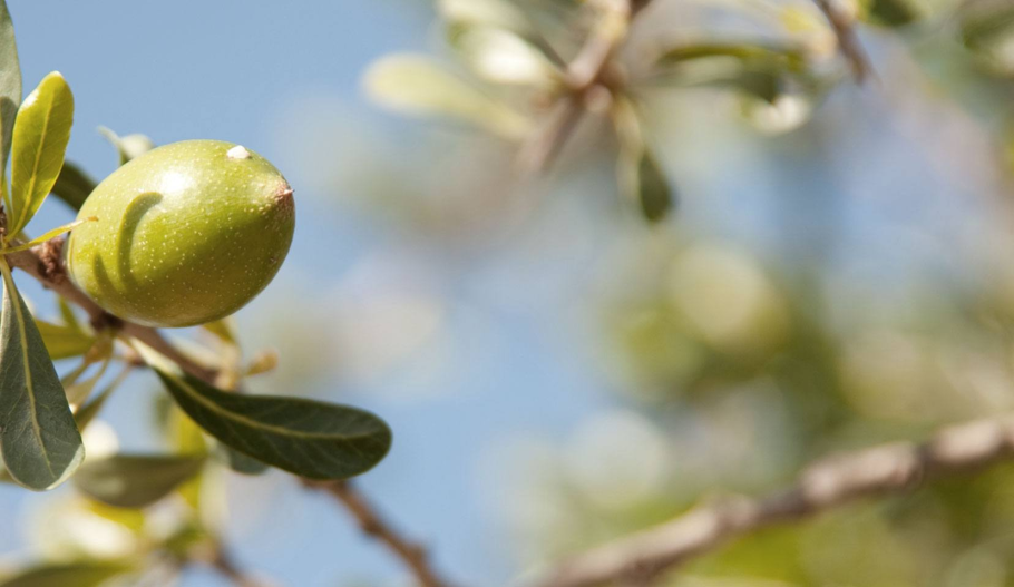 Масло арганового дерева
