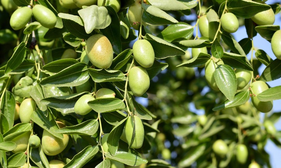 Simmondsia chinensis (Jojoba)