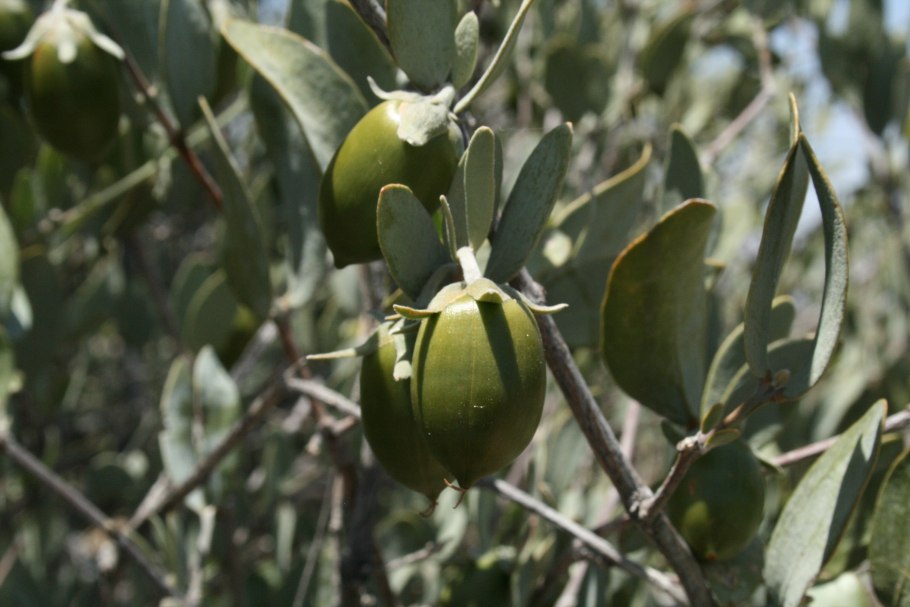 Жожоба дерево
