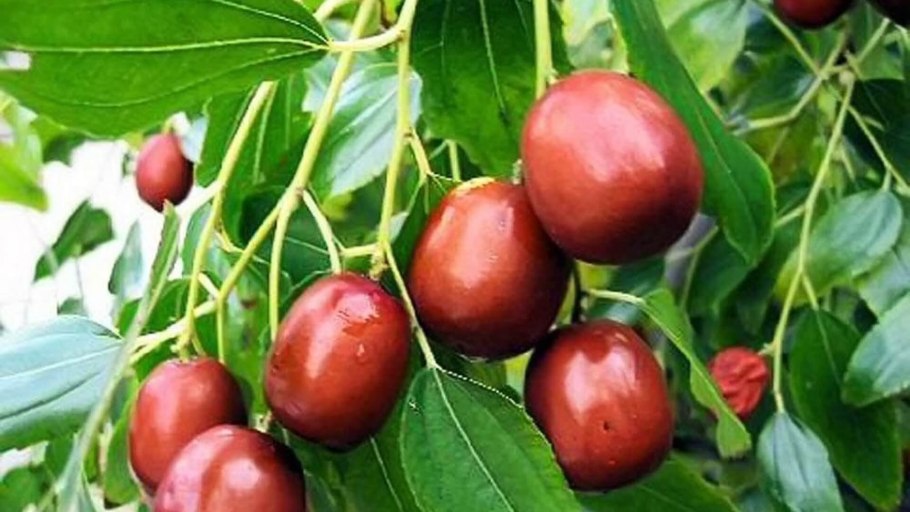 Унаби китайский финик