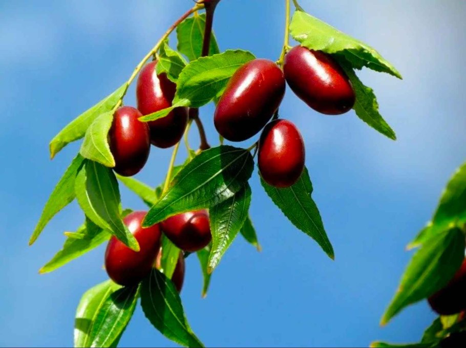 Зеленое дерево оливы