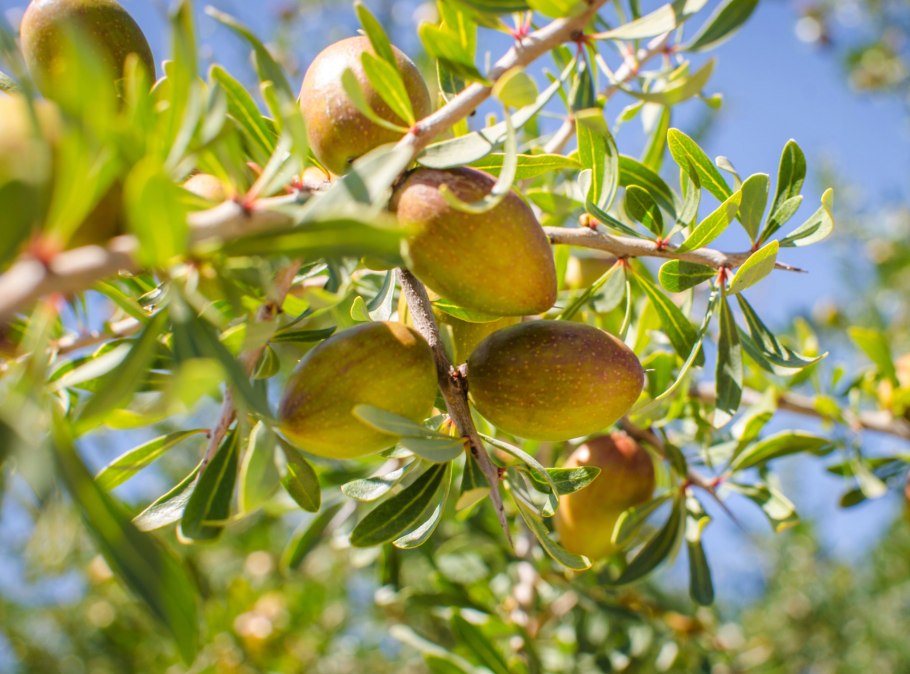 Унаби китайский финик