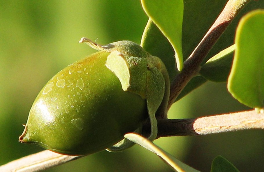 Зизифус Крымский